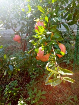 Приемная семья в Крыму - 4.jpg