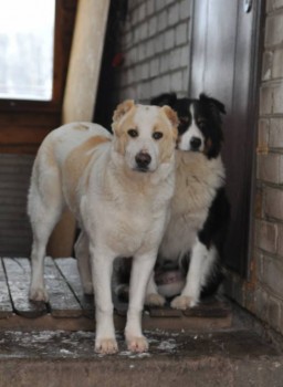 Ищу ответственные руки для щенка алабая 5 мес. - DSC_0037.jpg