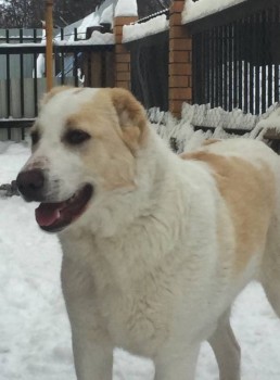 Ищу ответственные руки для щенка алабая 5 мес. - APrz14HbwMk.jpg