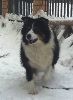 Ищу ответственные руки для щенка алабая 5 мес. - 7ALiLcqwtZE.jpg