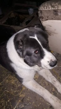 Ищу ответственные руки для щенка алабая 5 мес. - IMG-20190113-WA0030.jpg