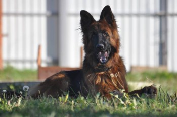 Ищу ответственные руки для щенка алабая 5 мес. - октяб (2).JPG