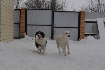 Ищу ответственные руки для щенка алабая 5 мес. - ттш (4).jpg