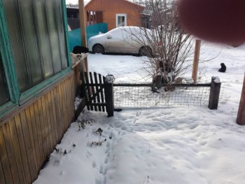 это  просто  пять котов  на  прогулке