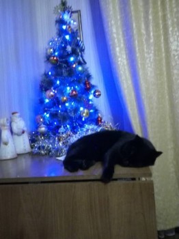 новый  год Яша