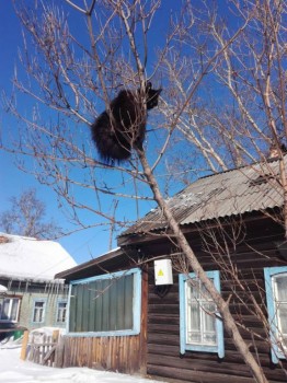 птичка  Тари   Асмадей