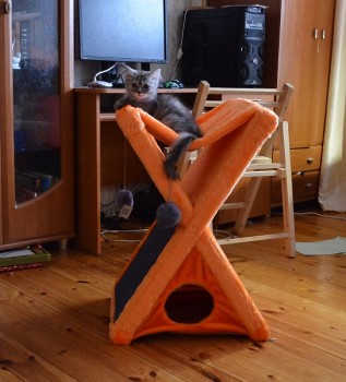 Вопрос к тем, кто брал 10-11-летних - 1.jpg