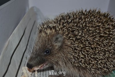 Кузнечик счастья. Очень мужская история - DSC_0132.JPG