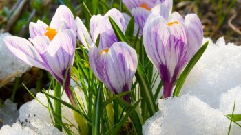 На своем горбу в Рай не втащишь - ОткрыткаВесна.jpg