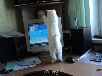 Наши любимые домашние питомцы - DSC00954.JPG