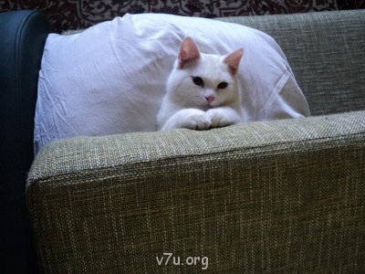 Наши любимые домашние питомцы - DSC01052.JPG