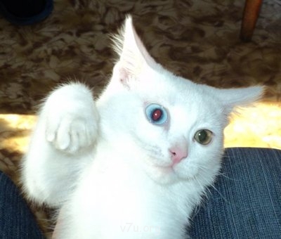 Наши любимые домашние питомцы - мелкий_cr.jpg