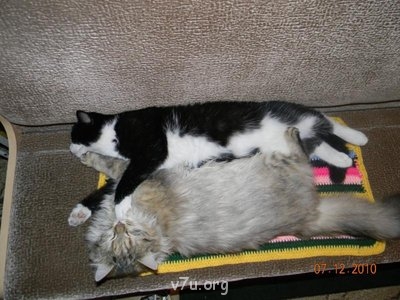 Наши любимые домашние питомцы - фотки 139.jpg