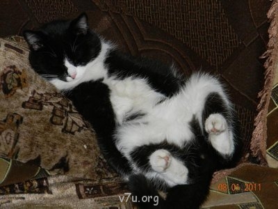 Наши любимые домашние питомцы - фотки 182.jpg