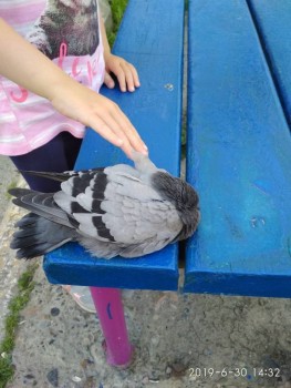 Моя история. Приёмный ребенок-младенец. - IMG_20190630_143220.jpg