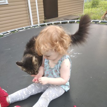 Одна из кошек, самая любопытная и наглая (бывшая умирающая от неудачно проведенного детства)