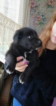 Ищут новых хозяев  - 67117158_2371074969815694_1890617098728636416_n.jpg