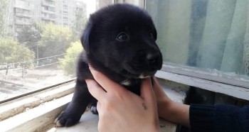 Ищут новых хозяев  - 66434677_2371075023149022_280342368064897024_n.jpg