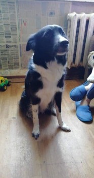 Ищут новых хозяев  - 66457498_2371075089815682_5607079053308723200_n.jpg