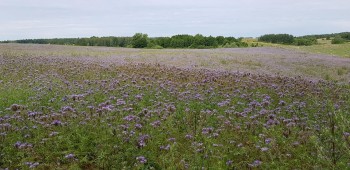 Наш вариант - 65318085_2278829778866424_3505575091796705280_n.jpg