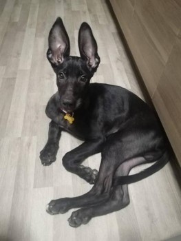 Ищут новых хозяев  - 67133034_2490074981037692_4409457174057582592_n.jpg