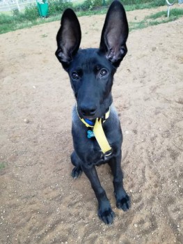 Ищут новых хозяев  - 67684889_2490074924371031_7151004751226732544_n.jpg