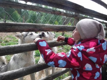 Вольер с хасками.