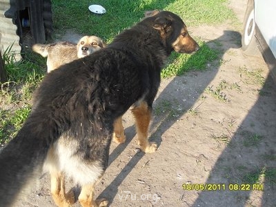 Наши любимые домашние питомцы - SDC16900.JPG