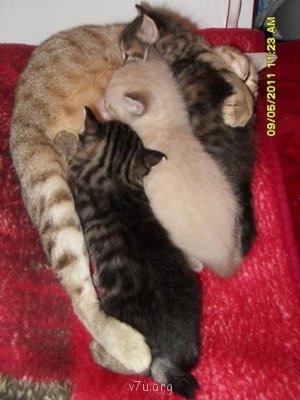 Наши любимые домашние питомцы - SDC16631.JPG