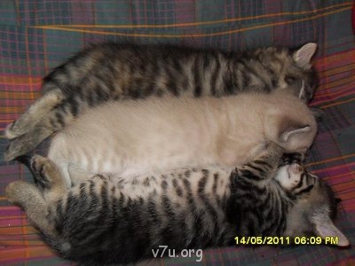 Наши любимые домашние питомцы - SDC16755.JPG