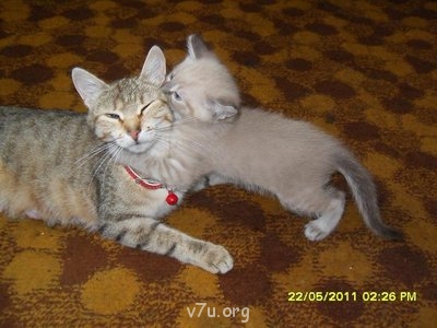 Наши любимые домашние питомцы - SDC16938.JPG