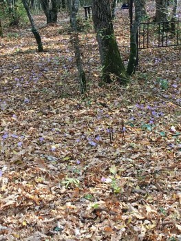 У природы нет плохой погоды - 7B322CC3-C0D5-4251-8C11-A2EE87F7C8E9.jpeg