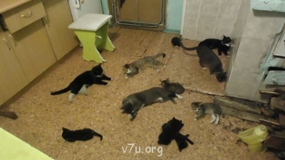 Признаки нервного расстройства у кошатников юморим  - DSC04132.JPG