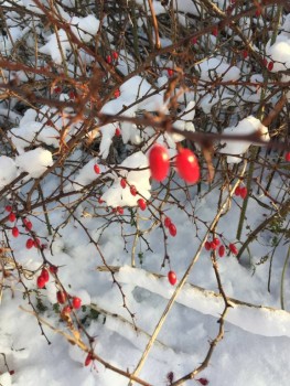 У природы нет плохой погоды - 5379441F-5EDE-4DCC-80AA-AD53C28D84DE.jpeg