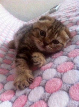 Статус ШПР и ожидания от нее - YUZczV8i2s4.jpg