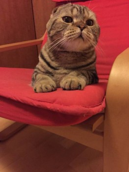 Статус ШПР и ожидания от нее - l1teQ9mPL1E.jpg