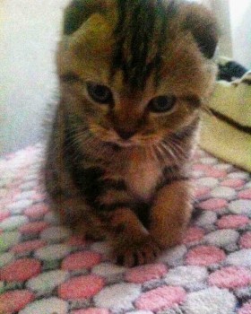 Статус ШПР и ожидания от нее - tksPGz5y9bE.jpg