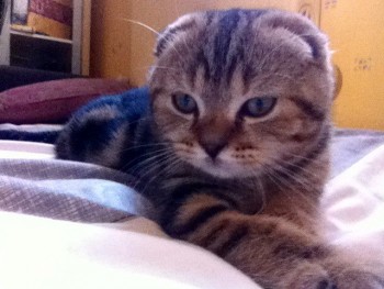 Статус ШПР и ожидания от нее - Веник.jpg