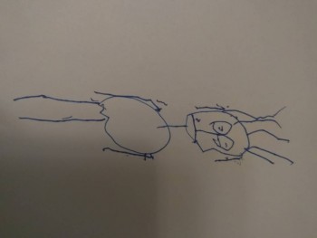 Второй в жизни головоног))