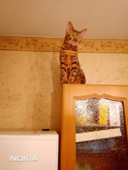 Так и живём  - IMG_20191219_205217[845].jpg