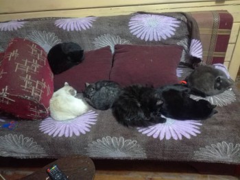 Дом или квартира? - IMG_20191116_005228.jpg