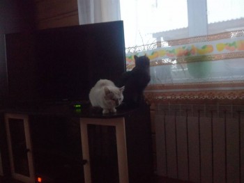 Дом или квартира? - IMG_20191116_084617.jpg