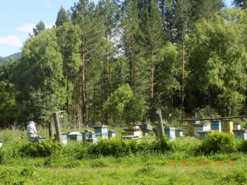 Настоящий таёжный мёд и другие полезные дары Алтая - caOB-LMDzgY.jpg