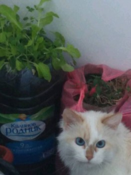 У нас только кот истинный ариец, блондин голубоглазый