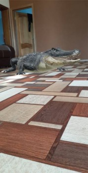 Учим и развлекаем детей и себя в коронавирус. - 2020-04-04 17.10.50.jpg