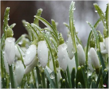 На своем горбу в Рай не втащишь - ОткрыткаВесна5.jpg