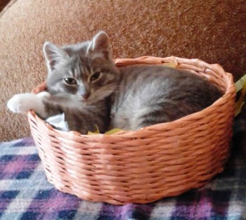 На фото кошка Дуся (Дульсинея)