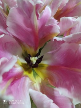 Япония.Жизнь и воспитание детей - IMG_20200319_204316.jpg