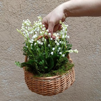 Япония.Жизнь и воспитание детей - landyshi-v-miloj-korzinke.jpeg