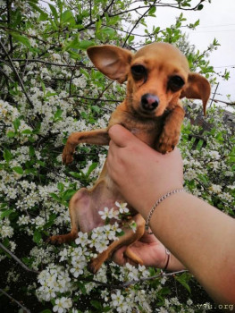 Наша собака.